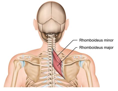 Rhomboid Muscle Pain Prime Care Physiotherapy