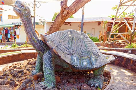 Giant Tortoise Statue In Puerto Ayora On Santa Cruz Island In G