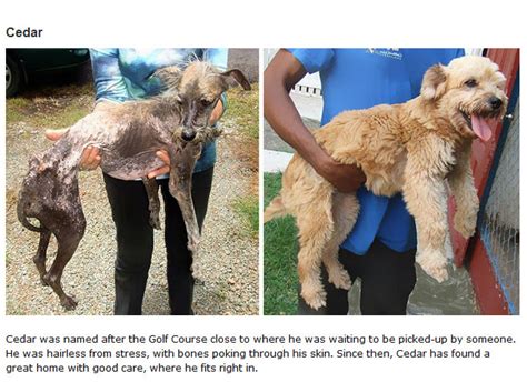 16 Before And After Photos Of Rescue Dogs Show Incredible