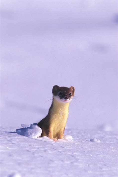A Short Tailed Weasel Looks Photograph By Nick Norman