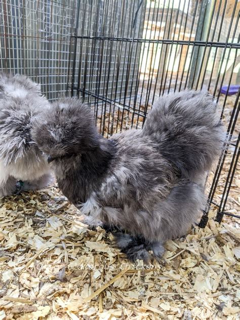 Blue Black Splash Silkie Hatching Eggs Naked Neck All Feather