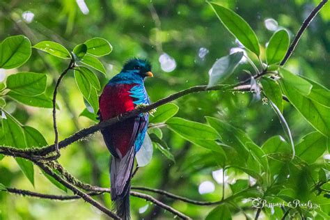 Seeing The Resplendent Quetzal Bird In Guatemala