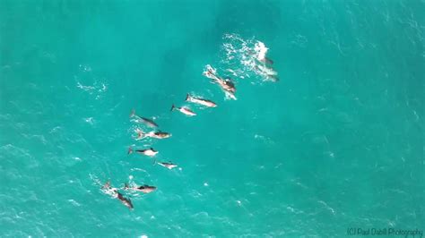 Drone Footage Captures A Pod Of Dolphins Jumping Rolling And Playing