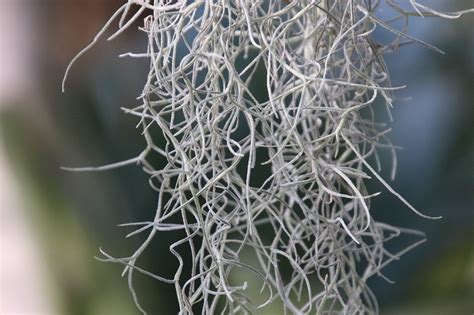 Spanish Moss Care And Info Tillandsia Usneoides Houseplant Central