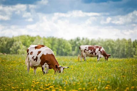 5 Reasons To Switch To Grass Fed Beef Healing The Body