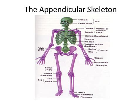 Want to learn more about it? Of the two major skeletons of the skeletal system, which one does not include the arm and leg ...