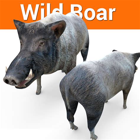 Wild Boar 3d Model 150 Obj Ma Fbx Free3d