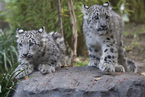 Snow Leopard Cubs Debut At Central Park Zoo
