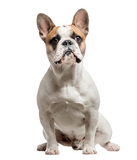 Bulldog Png Transparent Image Download Size 500x585px