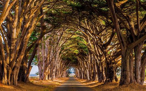 Hd Wallpaper Brown Trees Landscape Nature Tunnel Road Daylight