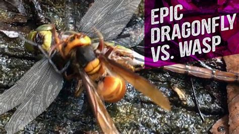 Insect Fight Dragonfly Beheaded By A Wasp Youtube