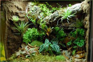 I recently got a 55 gallon tank but was needing to somehow split it since i have two leopard geckos, so instead of buying something i decided while i was in quarantine that i would just make my own custom background & divider. Custom Vivarium & Terrarium Background DIY Photo 3 ...