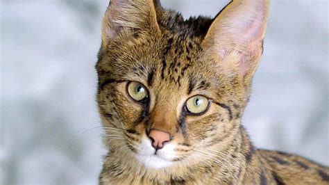 Savannah Cats Facts Details And Breed Guide Litter Robot 41 Off
