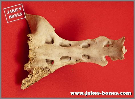 Lisa My Old Red Deer Hind Skeleton Jakes Bones