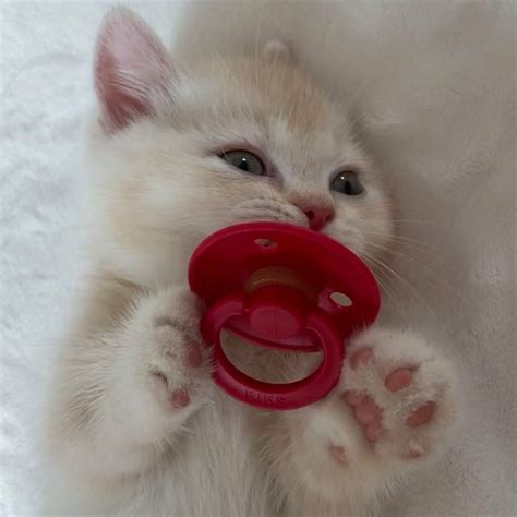 Cat With Pacifier Best Cat Memes Cute Cat Gif Silly Cats