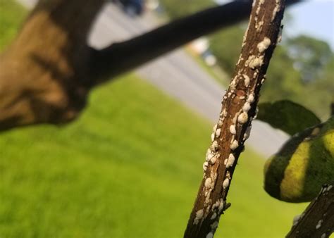 Once the problem pests are controlled, the sooty mold problem should resolve. Crape myrtle bark scale remain landscape problem ...