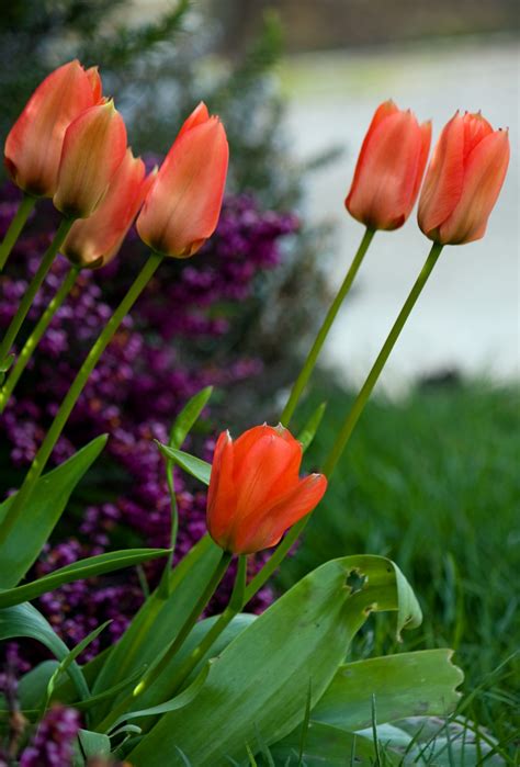 Tulip Flowers Free Stock Photo Public Domain Pictures
