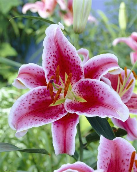 Bulbs Are Easy Summer Blooming Bulbs Lilium Lily