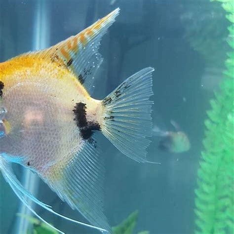 Do Angelfish Have Personality Diy Seattle