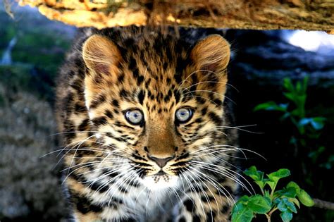 2k Free Download Amur Leopard Baby Leopard Cute Cat Cats Baby
