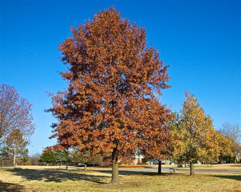 The Pin Oak Is My Favorite Tree Tree The Neighbourhood Country Roads