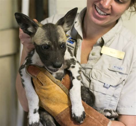 Pupdate First Medical Exam For Litter Of 10 Painted Dogs Zooborns