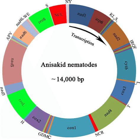 The Mitochondrial Genomes Representing Six Anisakid Nematodes All
