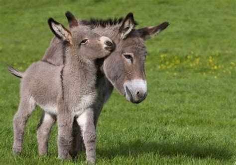 20 Adorable Baby Donkeys That Are So Cute Theyll Become Your New
