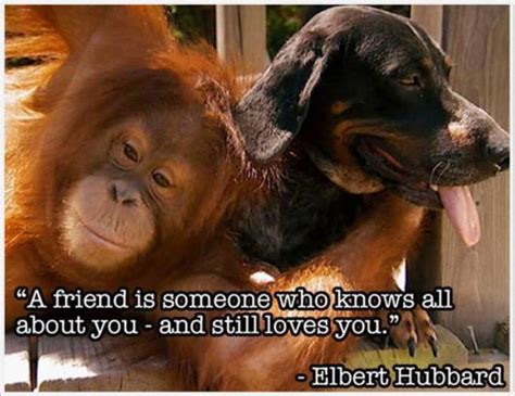 Friendship Quotes With Animals Pictures