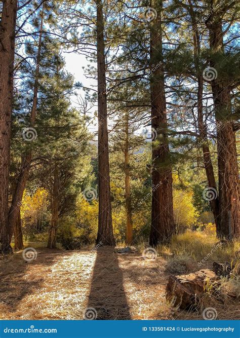 Tall Pine Trees In The Forest Stock Photo Image Of Highway Outside