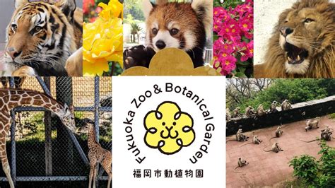 Fukuoka Zoo 2020 Youtube