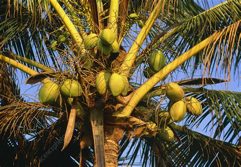 Coconut Palm Bearing Fruit Stock Image B5800037 Science Photo