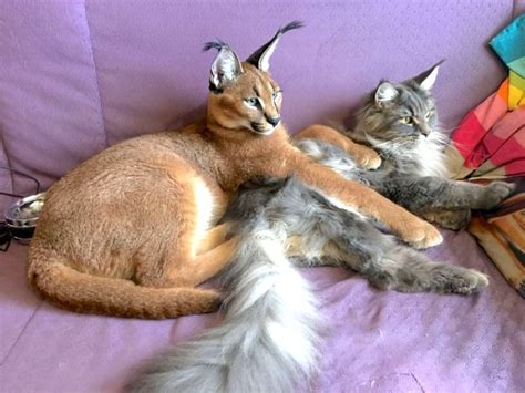Pictures Of Pet Caracal With Maine Coon Companion Poc