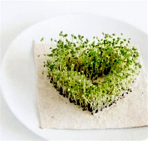Grow Edible Chia Sprouts From Seeds In Your Micro Green Indoor Etsy