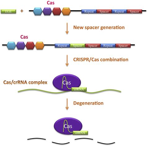 Crispr Cas Genome Editing System In Human Stem Cells Current Status