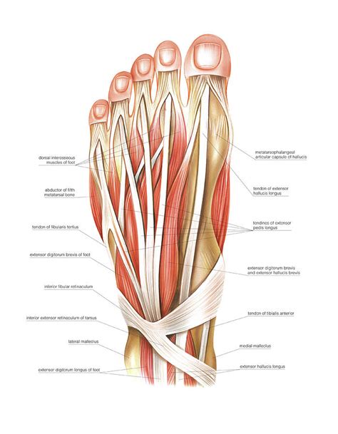 Muscles Of The Foot Photograph By Asklepios Medical Atlas Pixels Hot