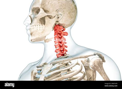 Vértebras Cervicales En Color Rojo Con Cuerpo 3d Ilustración De