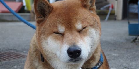 You can join team dogefolders, bring in your computing power and receive some doges for your efforts. The best vines of the original doge will make you loop ...
