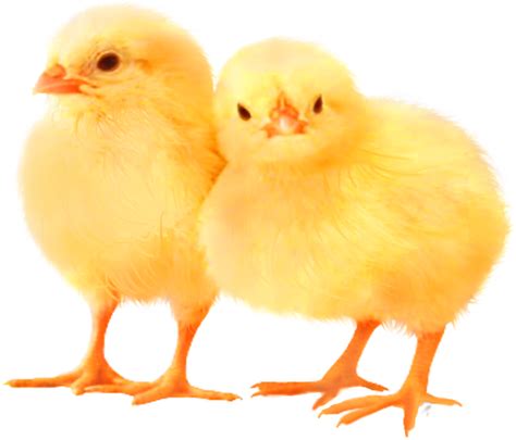 Baby Chicken Png