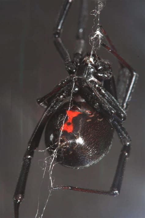 Their venomous bite often produces muscle pain, nausea, and mild paralysis of the diaphragm. Deathstalker vs. Black Widow Spider fight comparison, who ...