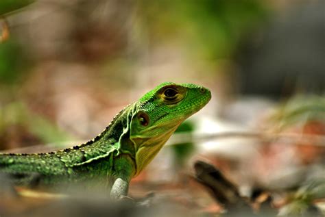 Macro Reptiles Lizards Leaves Wallpaper Coolwallpapersme