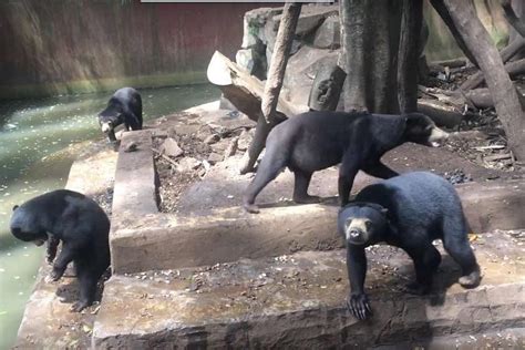 Video Of Skeletal Sun Bears In Indonesia Zoo Sparks Outrage The