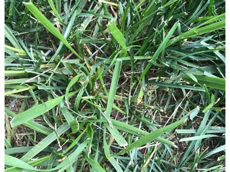 Is This Crabgrass Or Something Else