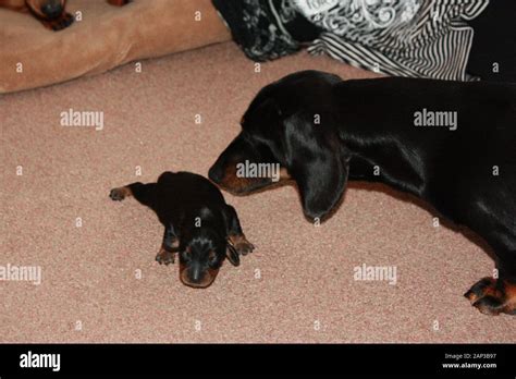 One of the world's best loved dog breeds, the Miniature Dachshund