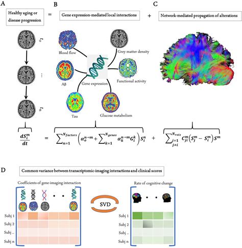 Integrated Transcriptomic And Neuroimaging Brain Model Decodes