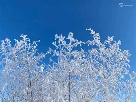 極寒で現れた冬の風物詩 長野県白馬で霧氷・樹霜（2020年2月7日）｜biglobeニュース