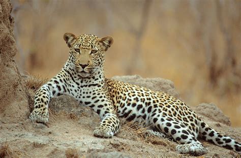 A Leopard Lying On A Rock Photograph By Richard Du Toit