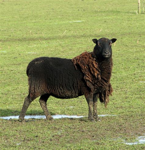 Black Welsh Mountain Sheep Ewe © Evelyn Simak Geograph Britain And