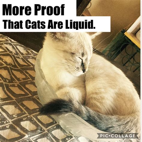 Catsareliquid Cats Memes Animals