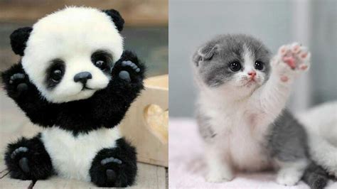 10 Cutest Baby Animals Ever That You Need To Pet Youtube